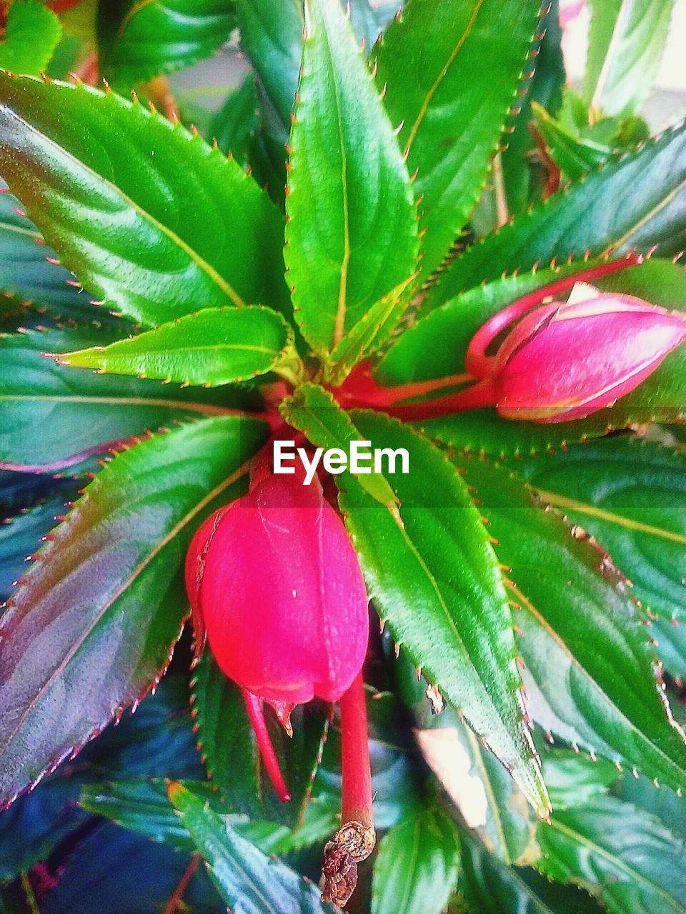 High angle view of pink flowers and leaves