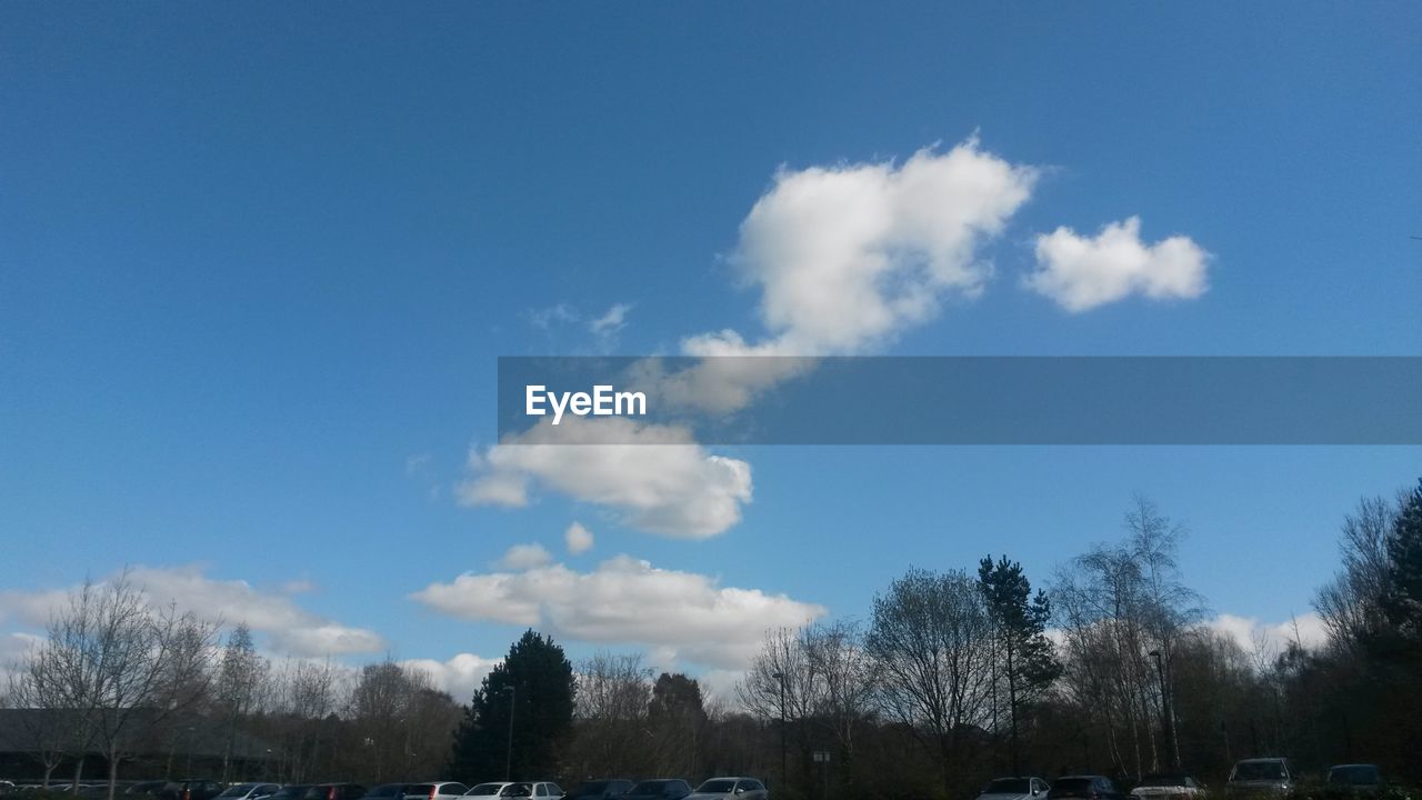 VIEW OF TREES AGAINST BLUE SKY