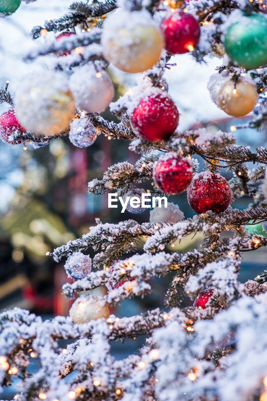 Close-up of snow on christmas tree