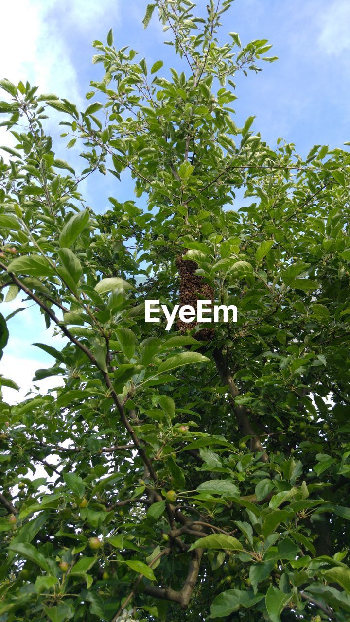 LOW ANGLE VIEW OF TREES AGAINST SKY