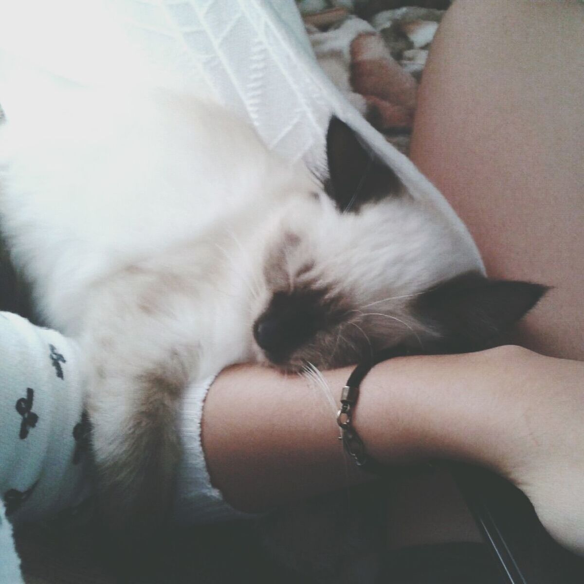 Cat relaxing on woman hand