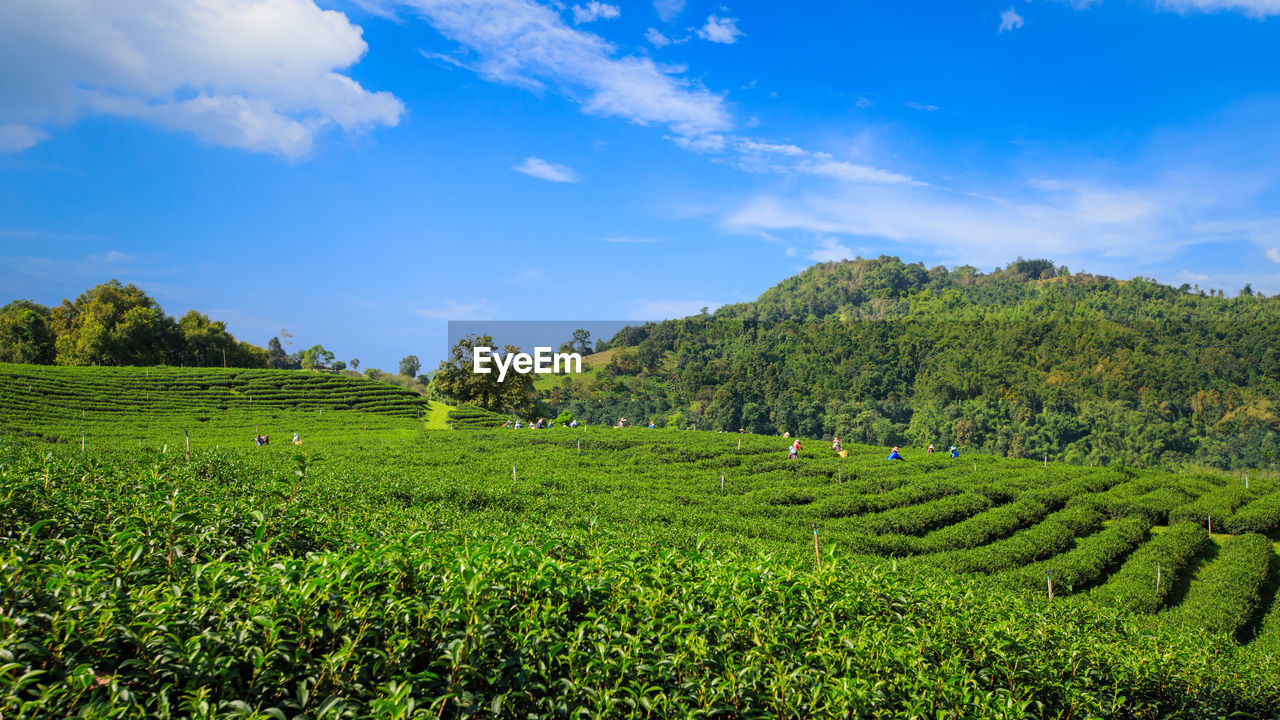 Green tea plantation and small people with mountain cloud in asia