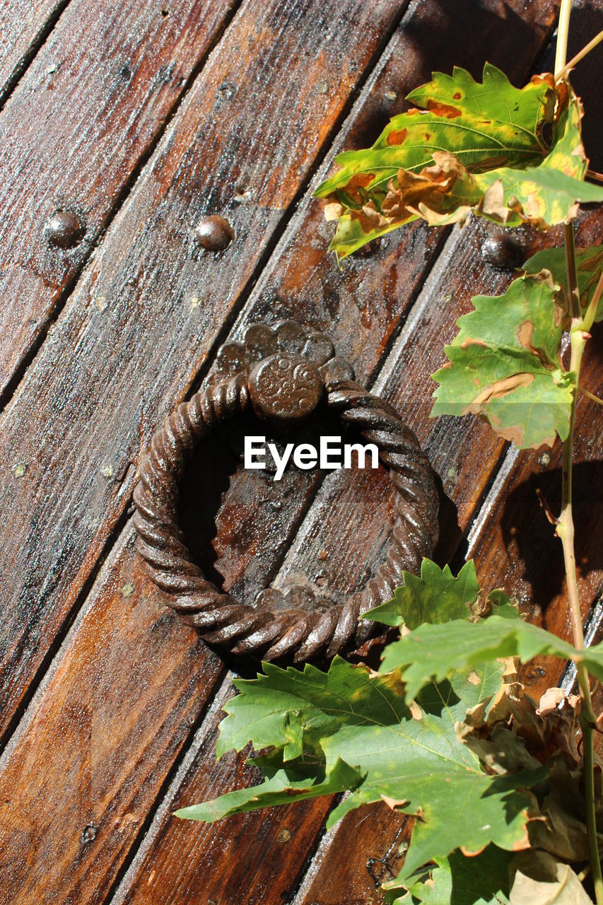 CLOSE-UP OF IGUANA ON WOOD