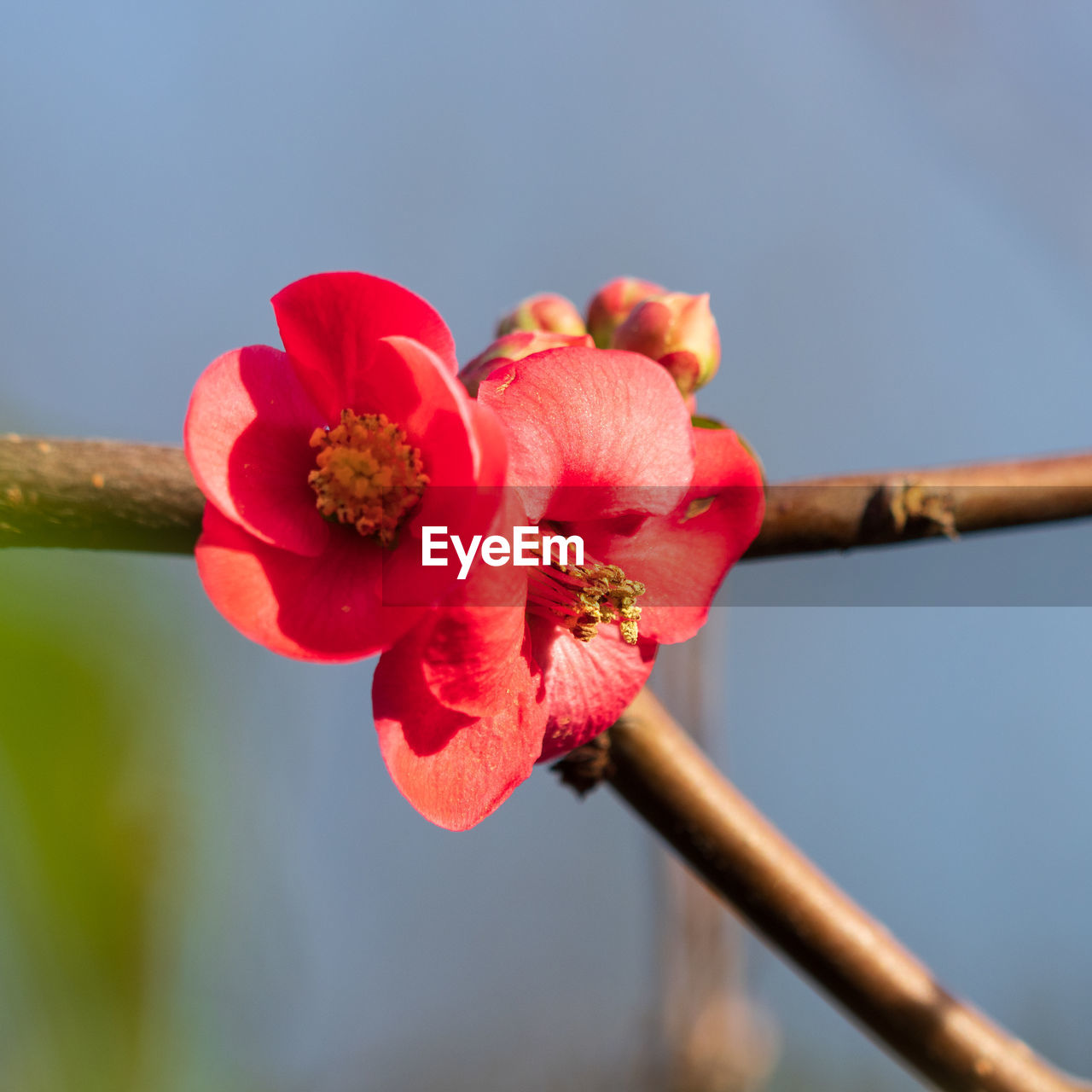 flower, plant, flowering plant, blossom, freshness, macro photography, beauty in nature, close-up, fragility, red, nature, plant stem, flower head, inflorescence, petal, growth, springtime, no people, focus on foreground, branch, yellow, tree, outdoors, pollen, day, pink, bud, leaf, botany, stamen, sky