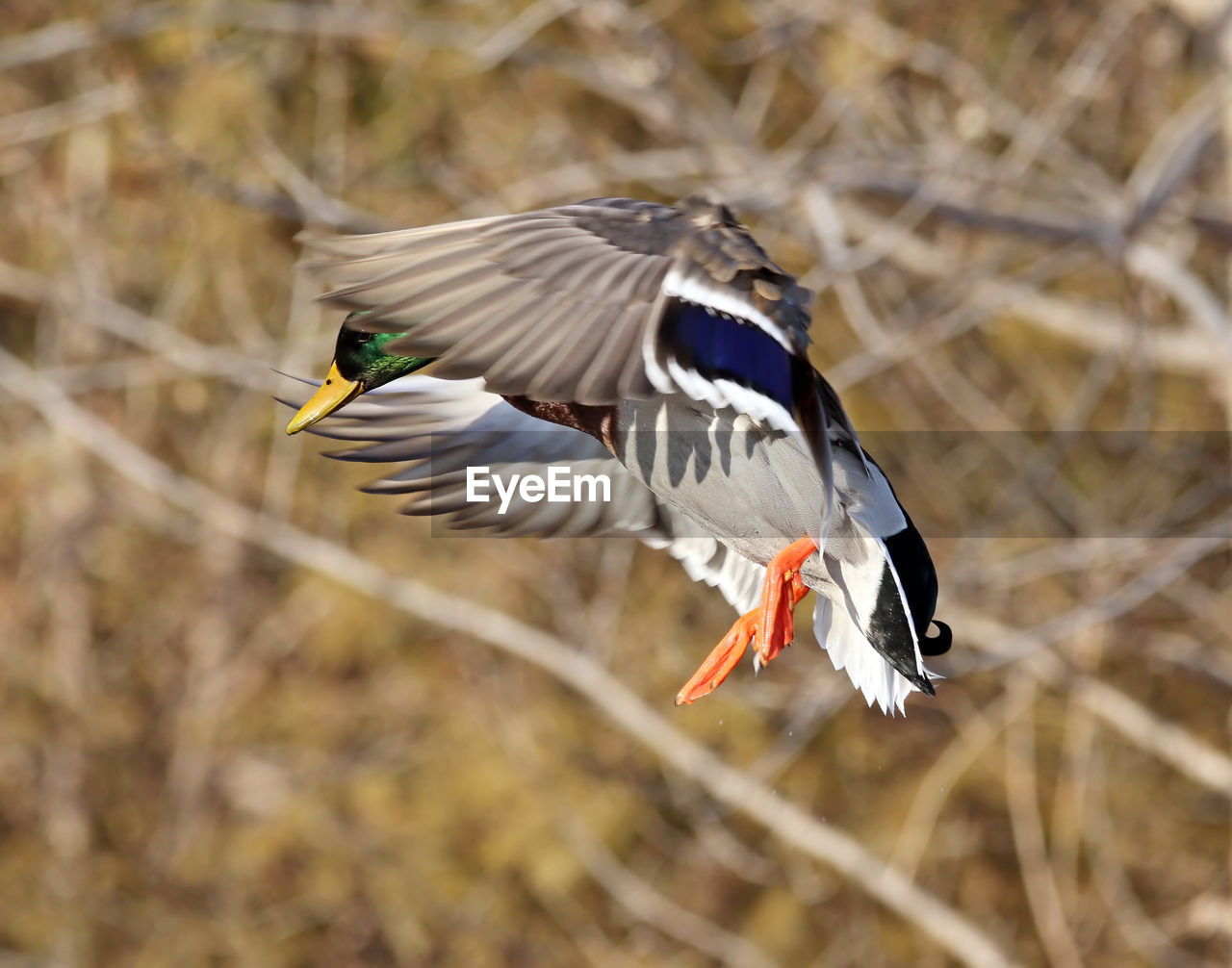 Close-up of duck flying in mid-air