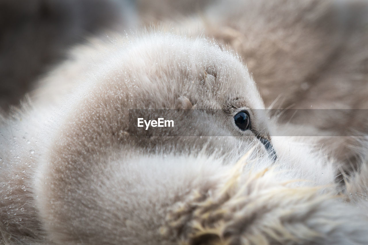 A black swan cygnet resting in the rain, tiny raindrops on its soft fluffy feathers