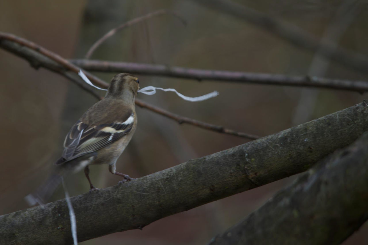 bird, perching, animal themes, animals in the wild, one animal, branch, animal wildlife, focus on foreground, no people, day, nature, tree, outdoors, close-up