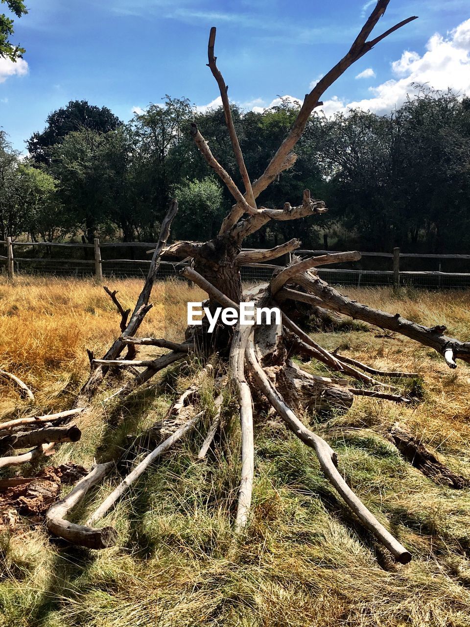 VIEW OF TREES ON FIELD