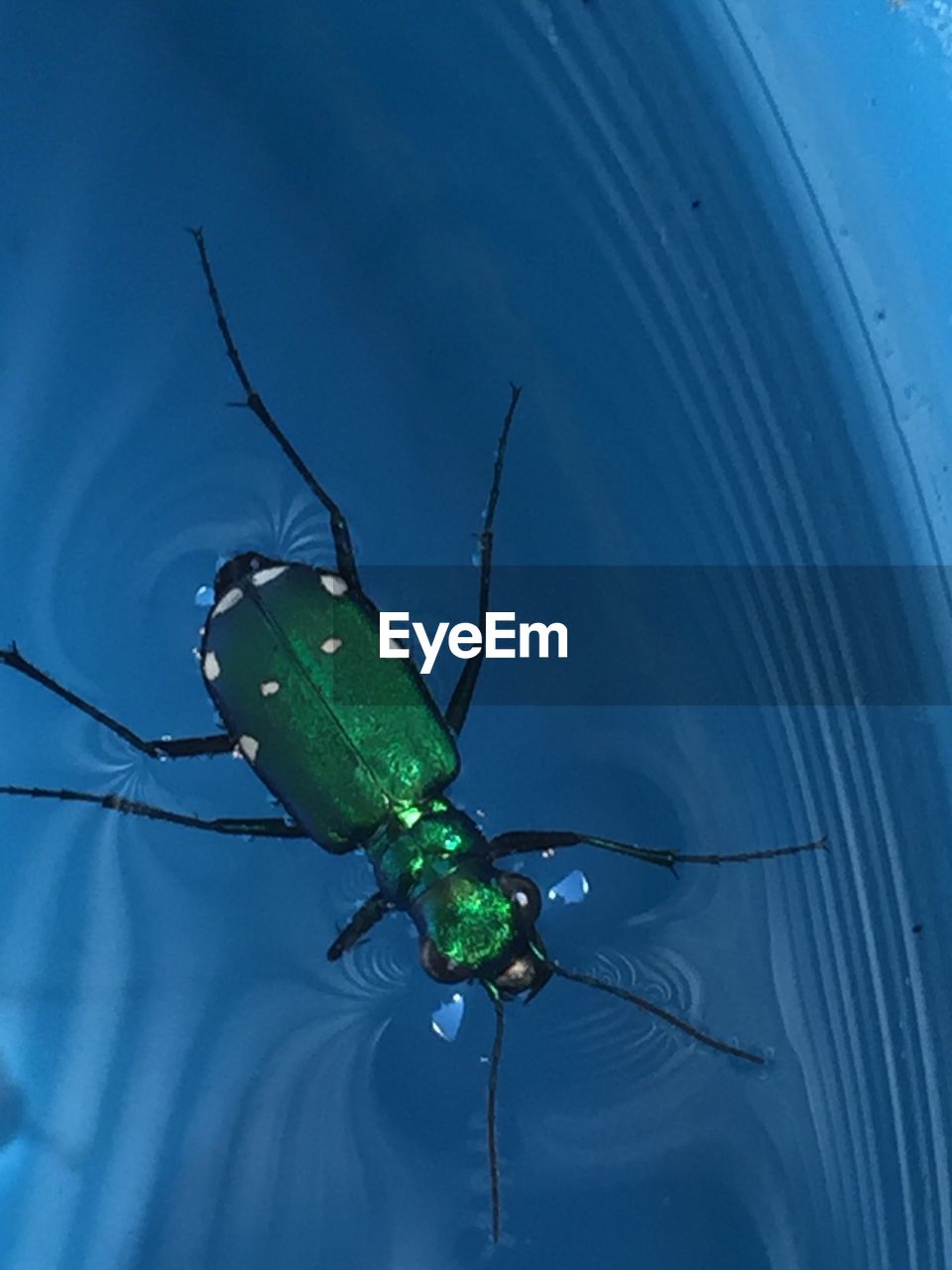 High angle view of green beetle swimming in bucket