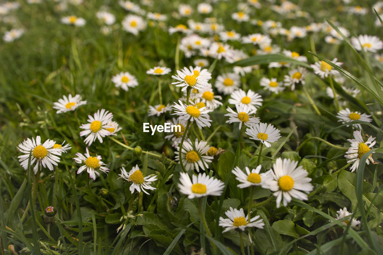 flower, flowering plant, plant, freshness, beauty in nature, meadow, grass, fragility, growth, nature, field, daisy, petal, flower head, close-up, white, lawn, inflorescence, no people, wildflower, land, green, yellow, day, prairie, outdoors, botany, focus on foreground, plain, pollen, tanacetum parthenium, springtime, high angle view, medicine, garden cosmos