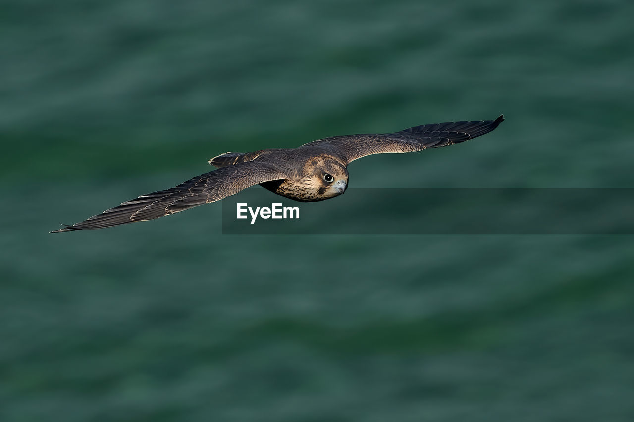 CLOSE-UP OF EAGLE FLYING AGAINST SEA
