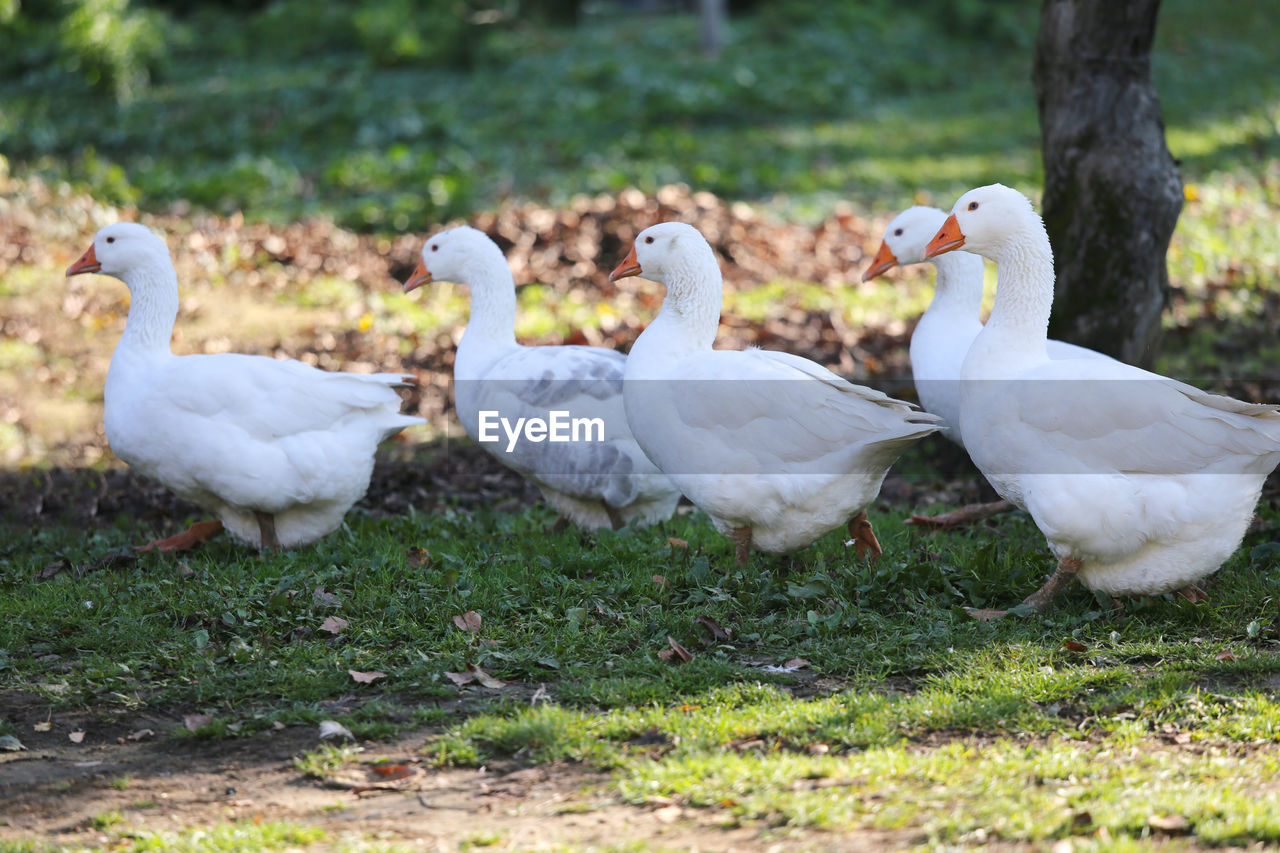 Group of ducks on grassy field