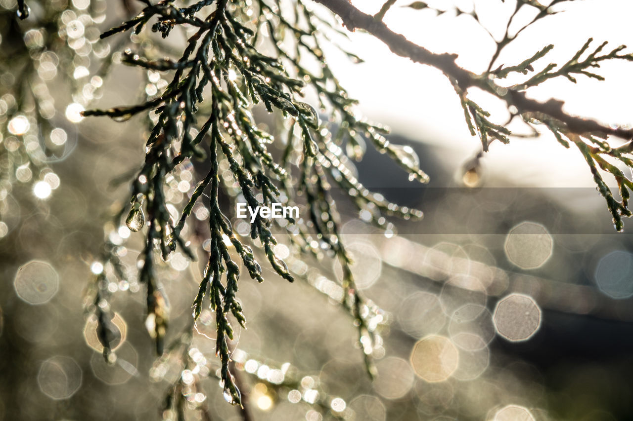 Close-up of wet plant during winter