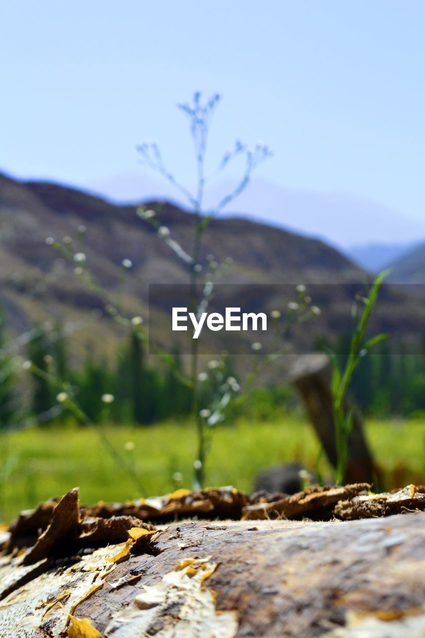 CLOSE-UP OF ROCKS ON FIELD AGAINST SKY