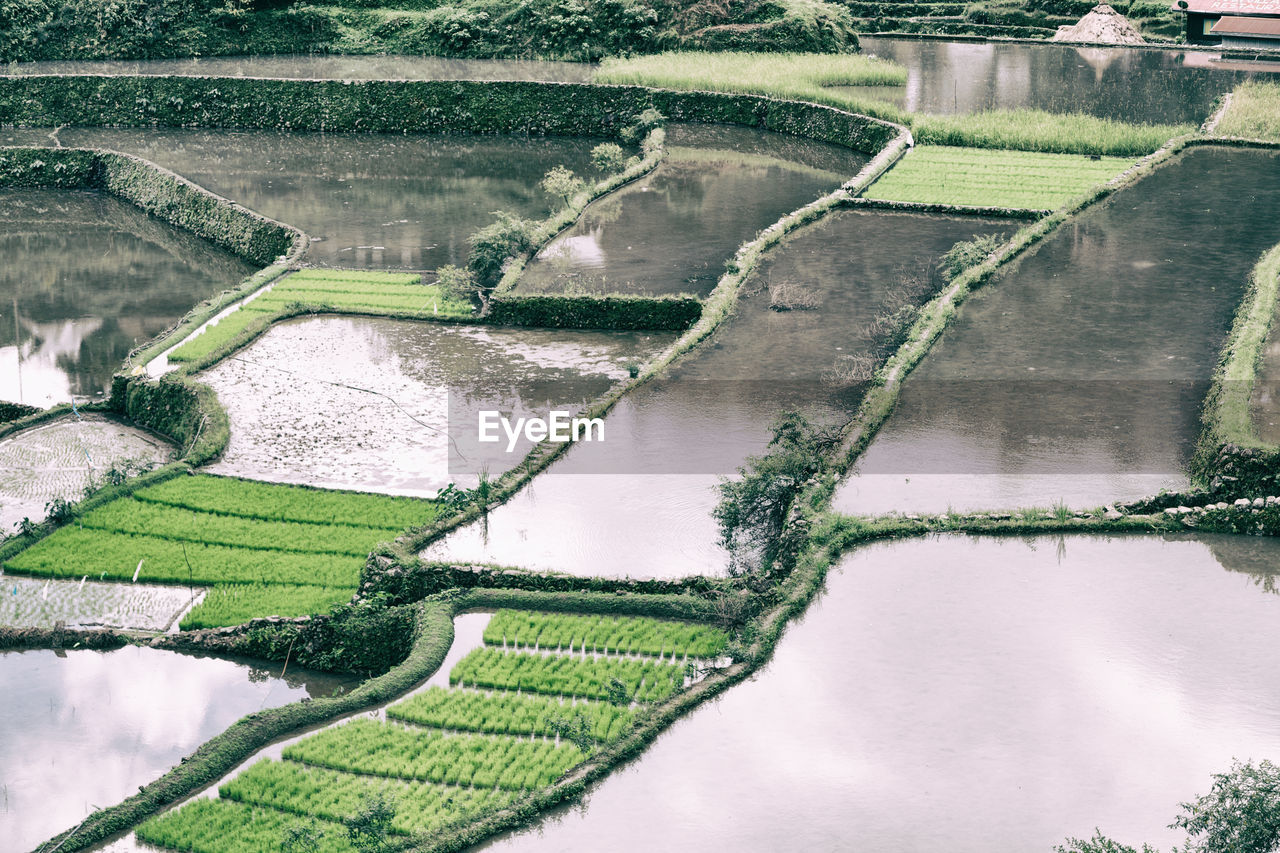 HIGH ANGLE VIEW OF RICE FIELD