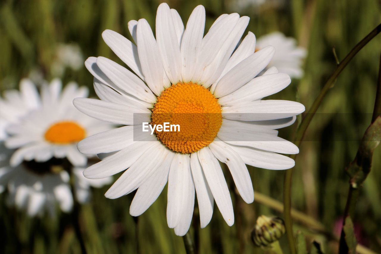 Close-up of white daisy flower