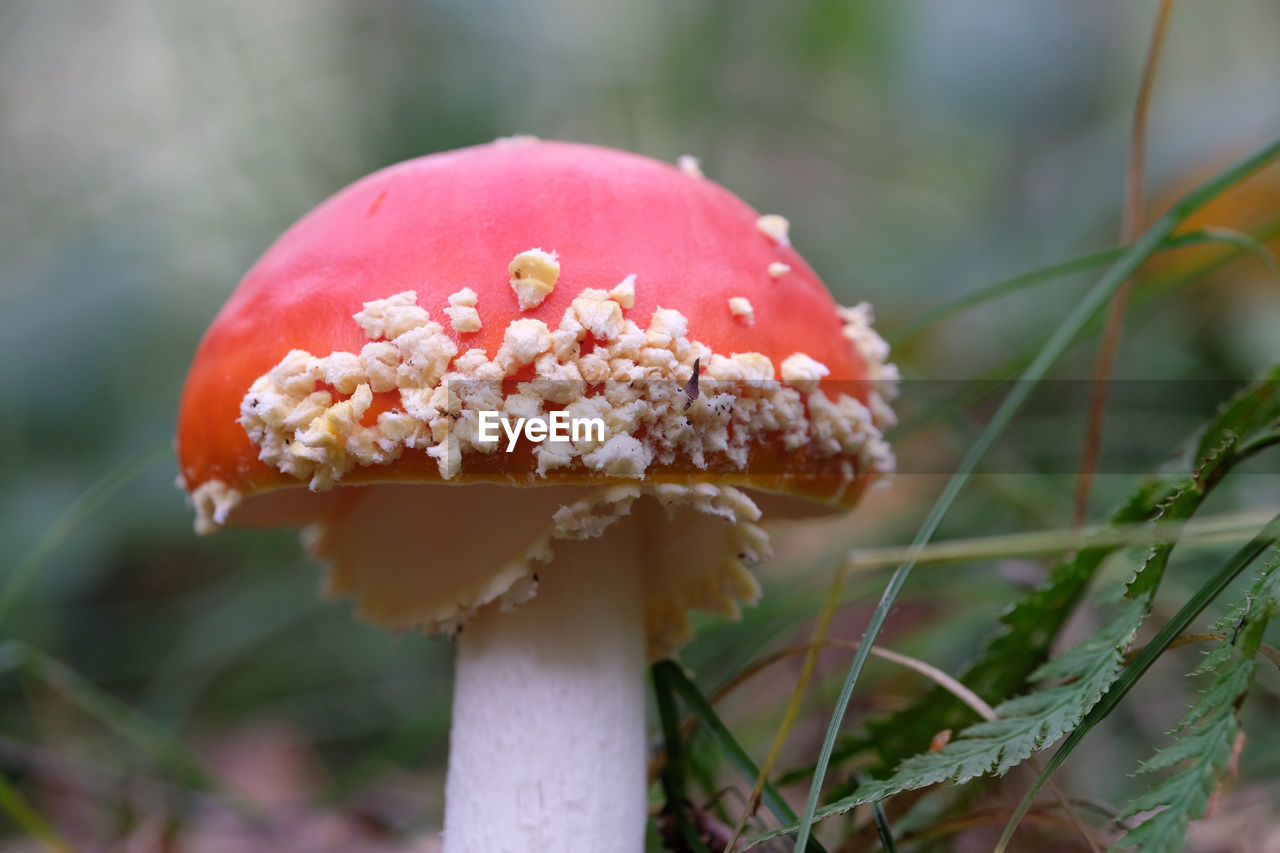 CLOSE-UP OF WILD MUSHROOM GROWING ON FIELD