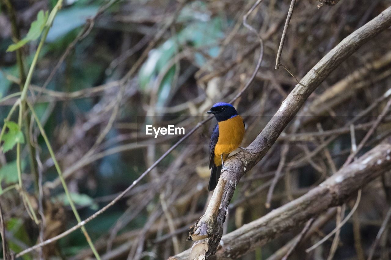 CLOSE-UP OF BIRD PERCHING ON BRANCHES