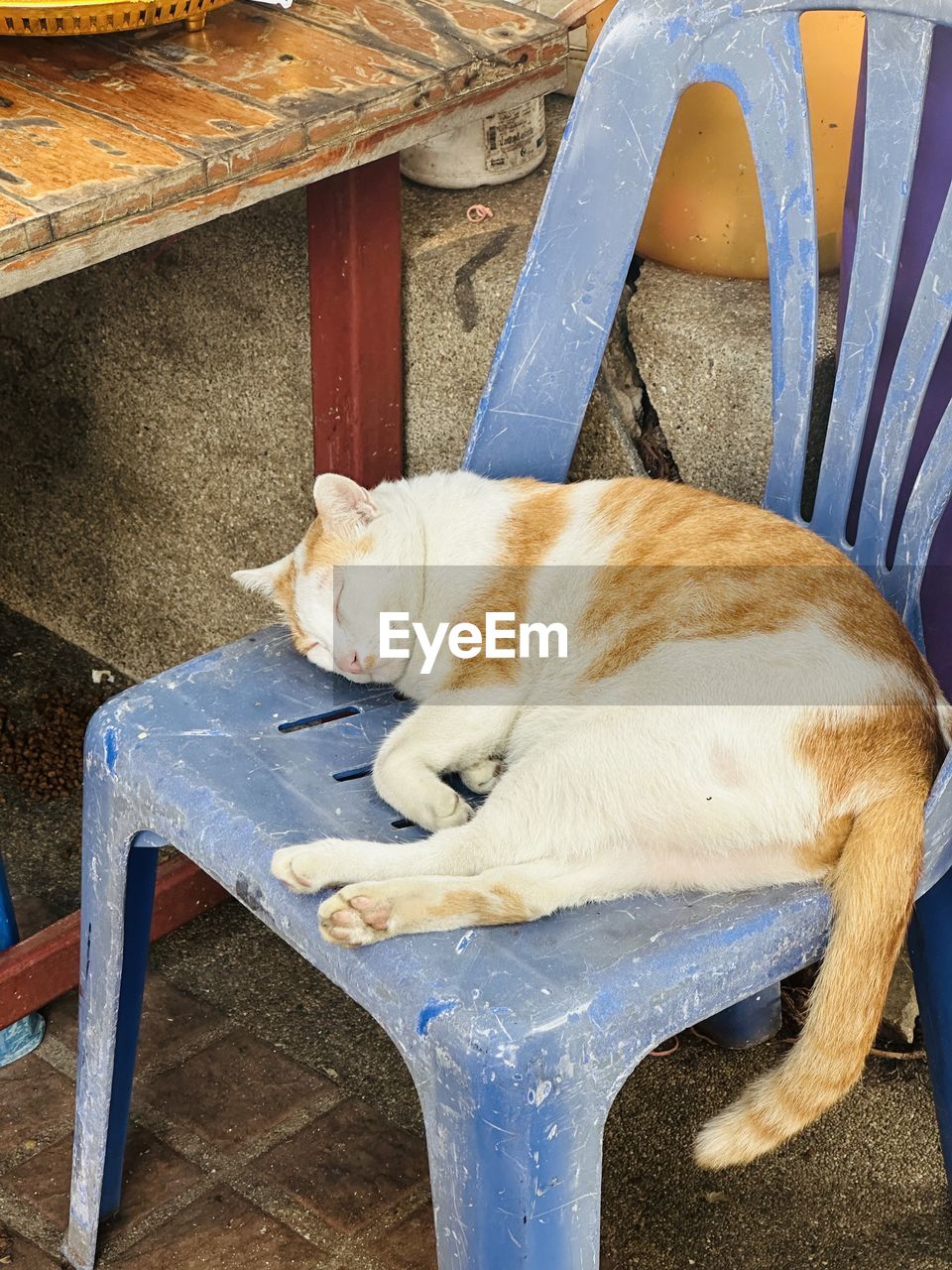 animal, animal themes, mammal, pet, domestic animals, one animal, relaxation, cat, seat, chair, domestic cat, no people, feline, sleeping, resting, carnivore, blue, canine, dog, lying down, furniture, high angle view