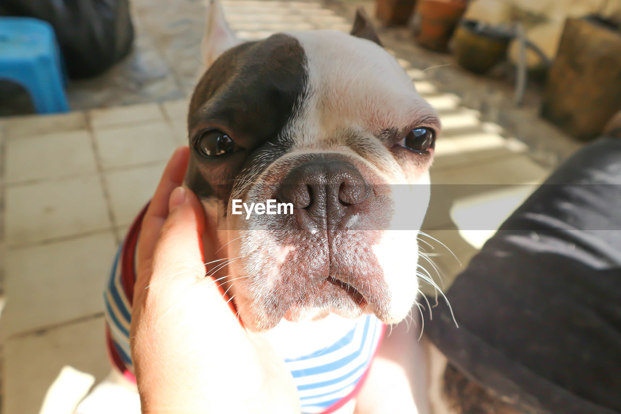 dog, one animal, pet, domestic animals, animal themes, mammal, animal, canine, portrait, lap dog, looking at camera, focus on foreground, animal body part, carnivore, day, close-up, french bulldog, sunlight, one person, animal head, indoors, bulldog