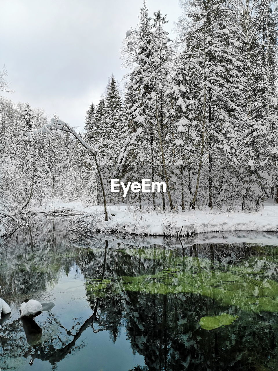 REFLECTION OF TREES ON LAKE IN FOREST