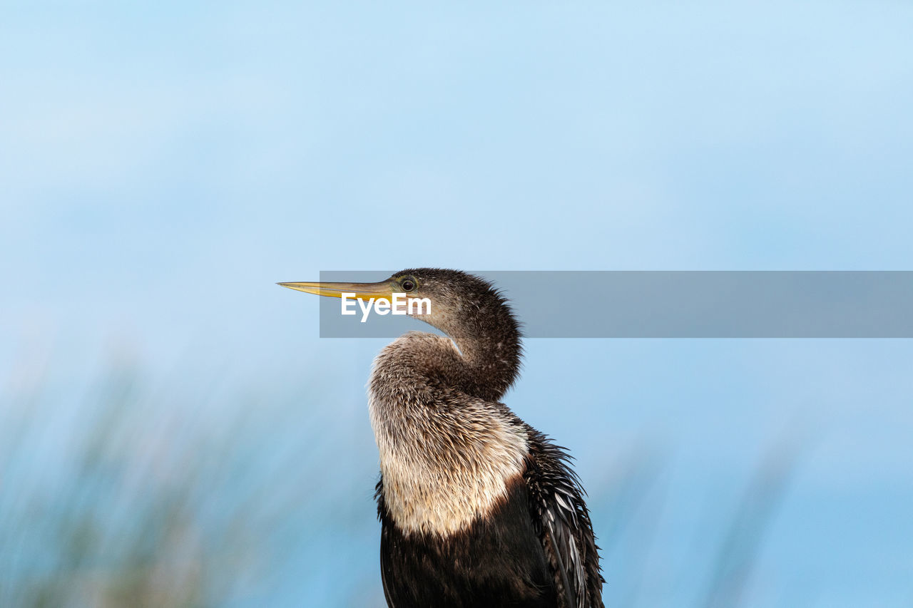 Close up on a female anhinga bird also known as anhinga anhinga in a marsh in sarasota, florida.