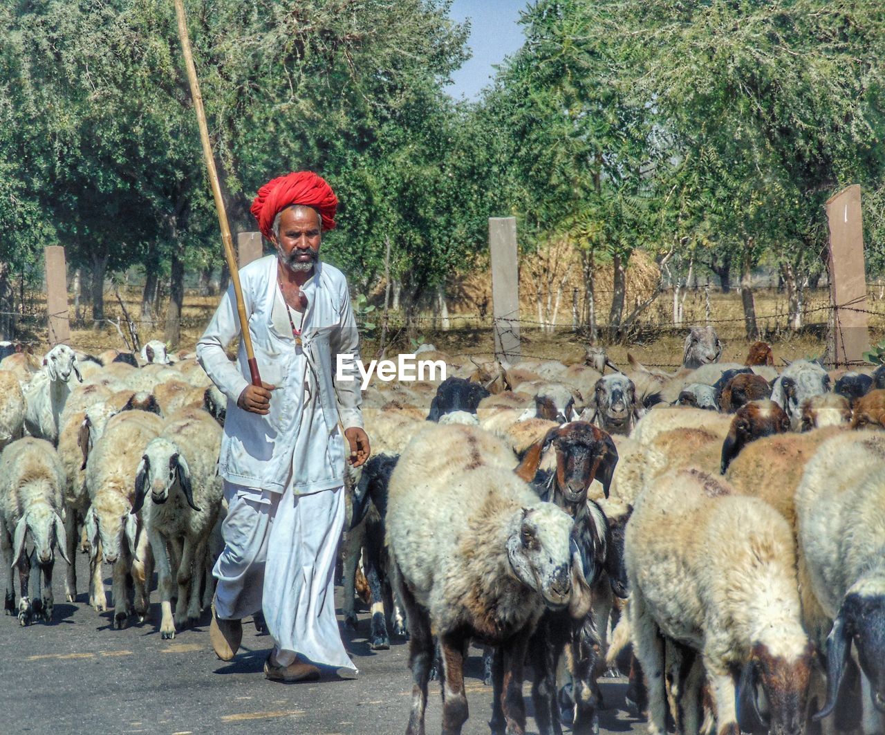 Man with goats walking on road