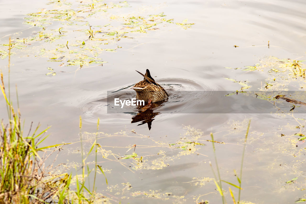 Duck submerging into water