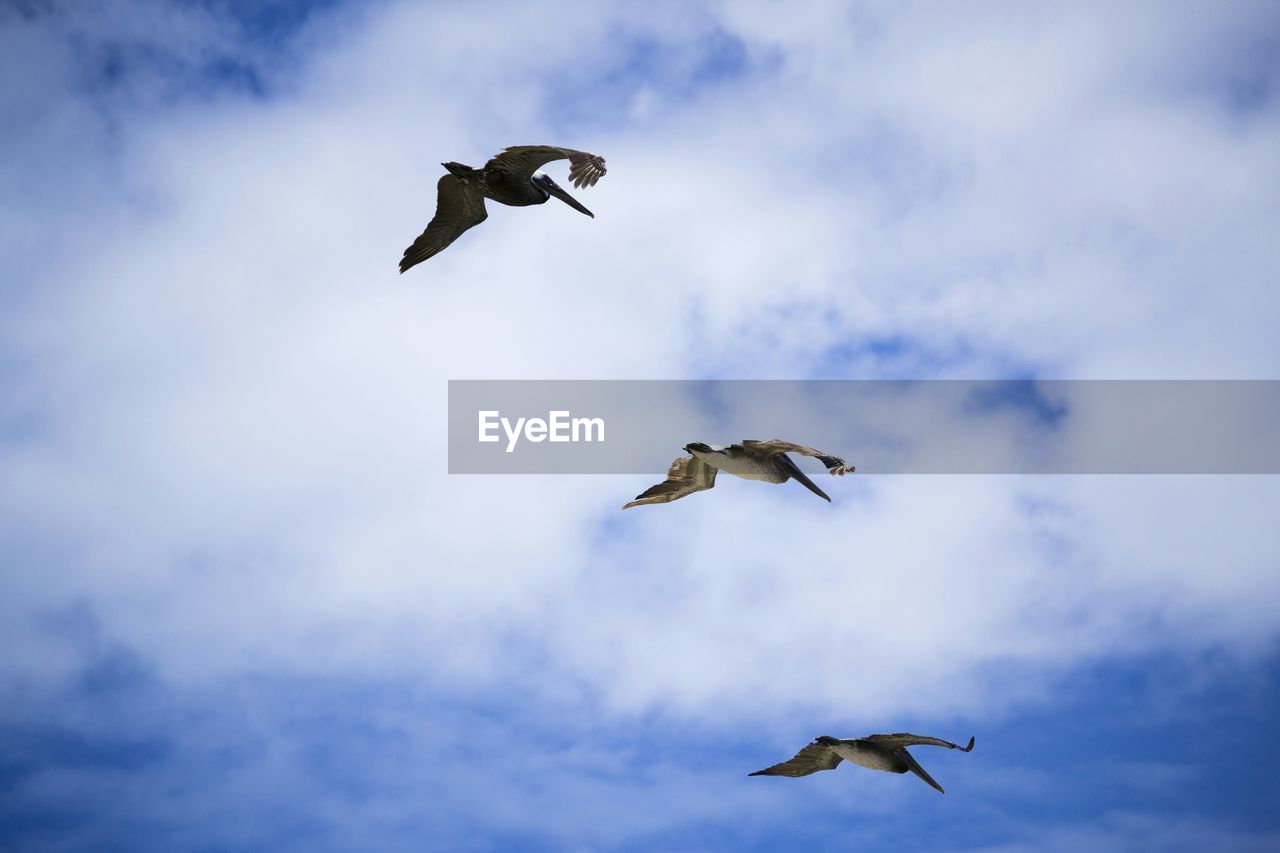 Low angle view of pelicans flying on cloudy sky