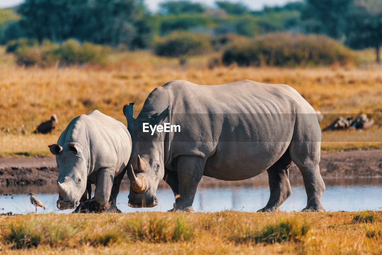 VIEW OF ELEPHANT ON FIELD