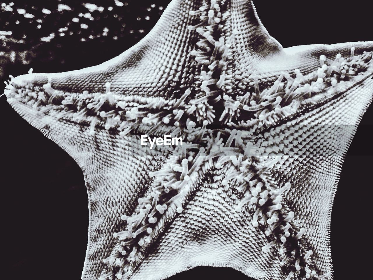 Close-up of starfish over black background