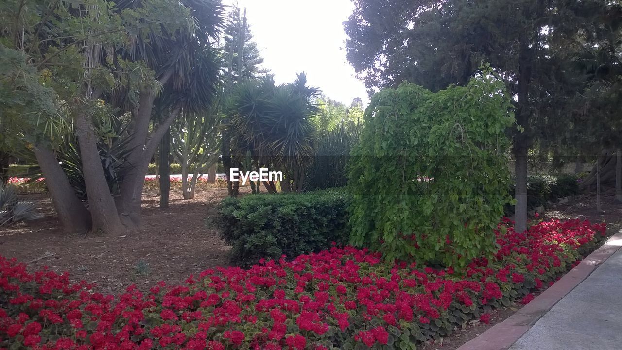 TREES AND PLANTS IN PARK