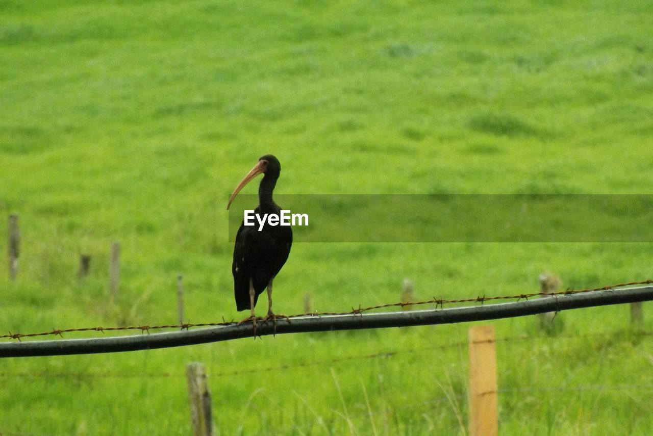 CLOSE-UP OF BIRD PERCHING ON GRASS