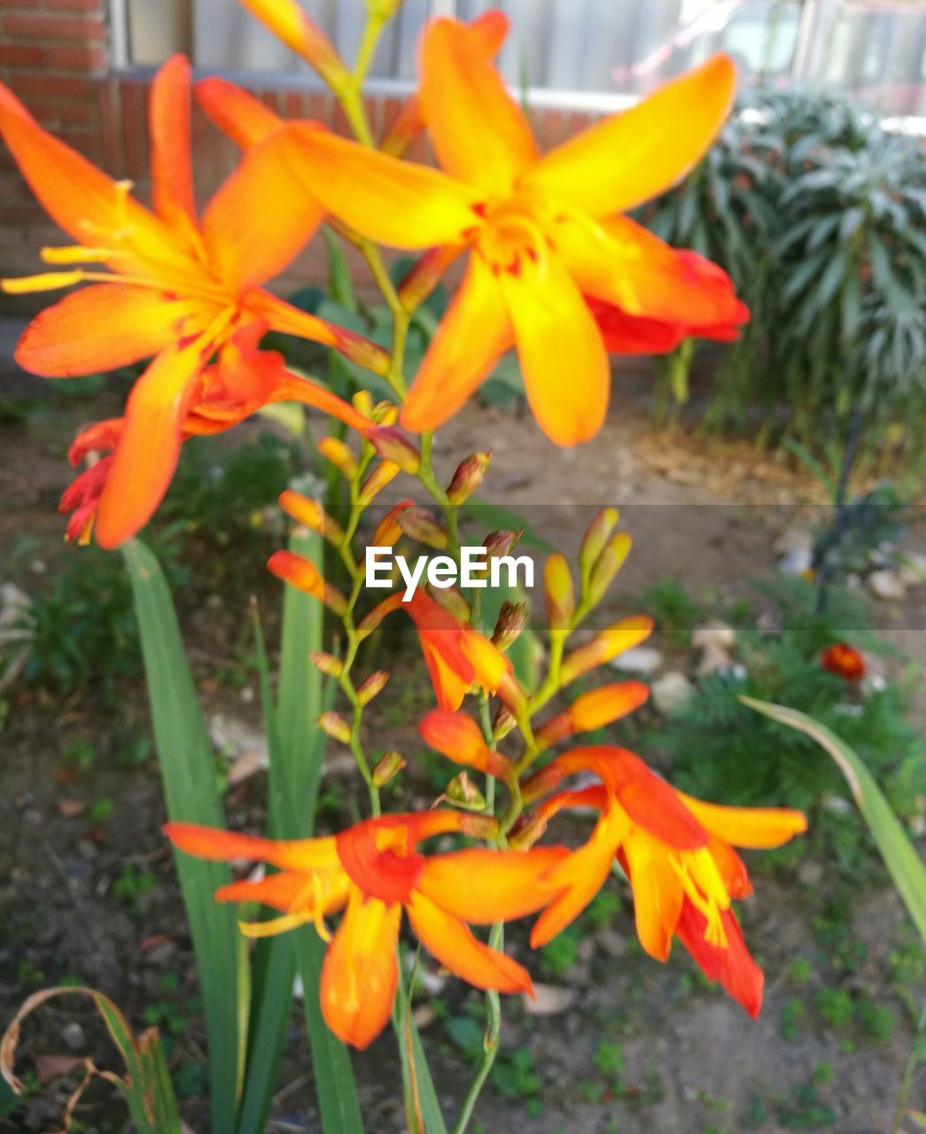 Close-up of yellow flowers