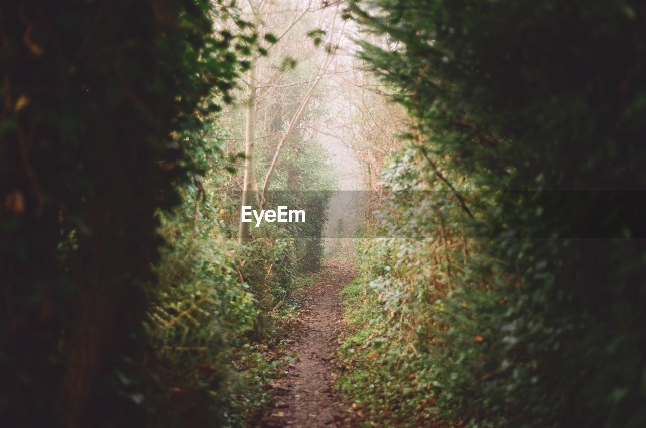 View of footpath amidst trees