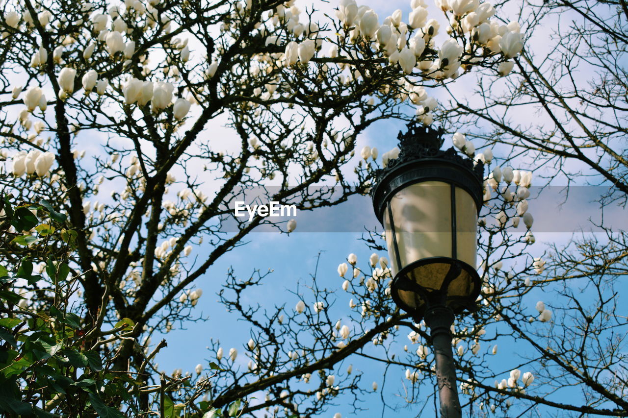 Low angle view of street light by tree