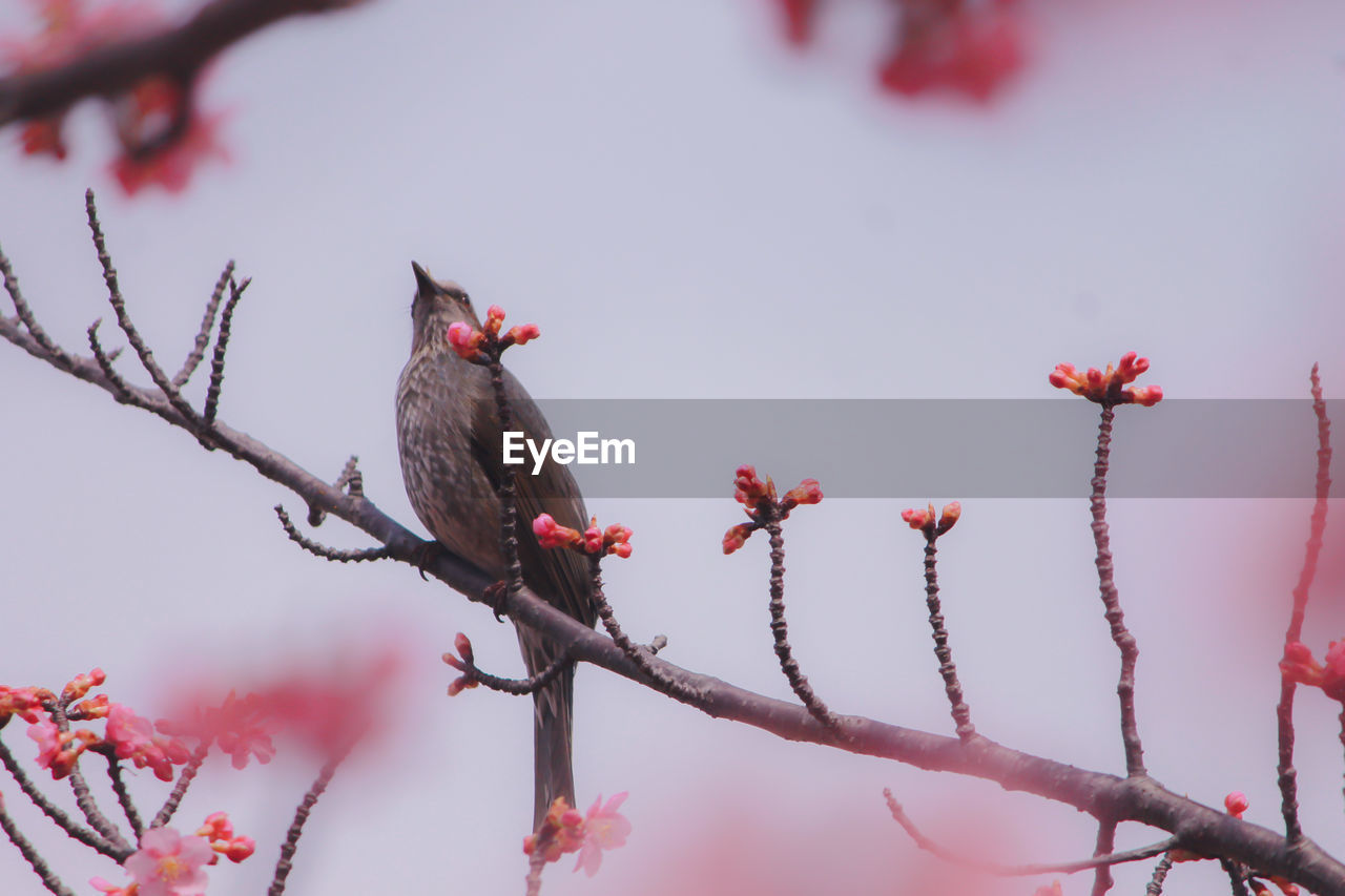 low angle view of bird perching on tree against sky