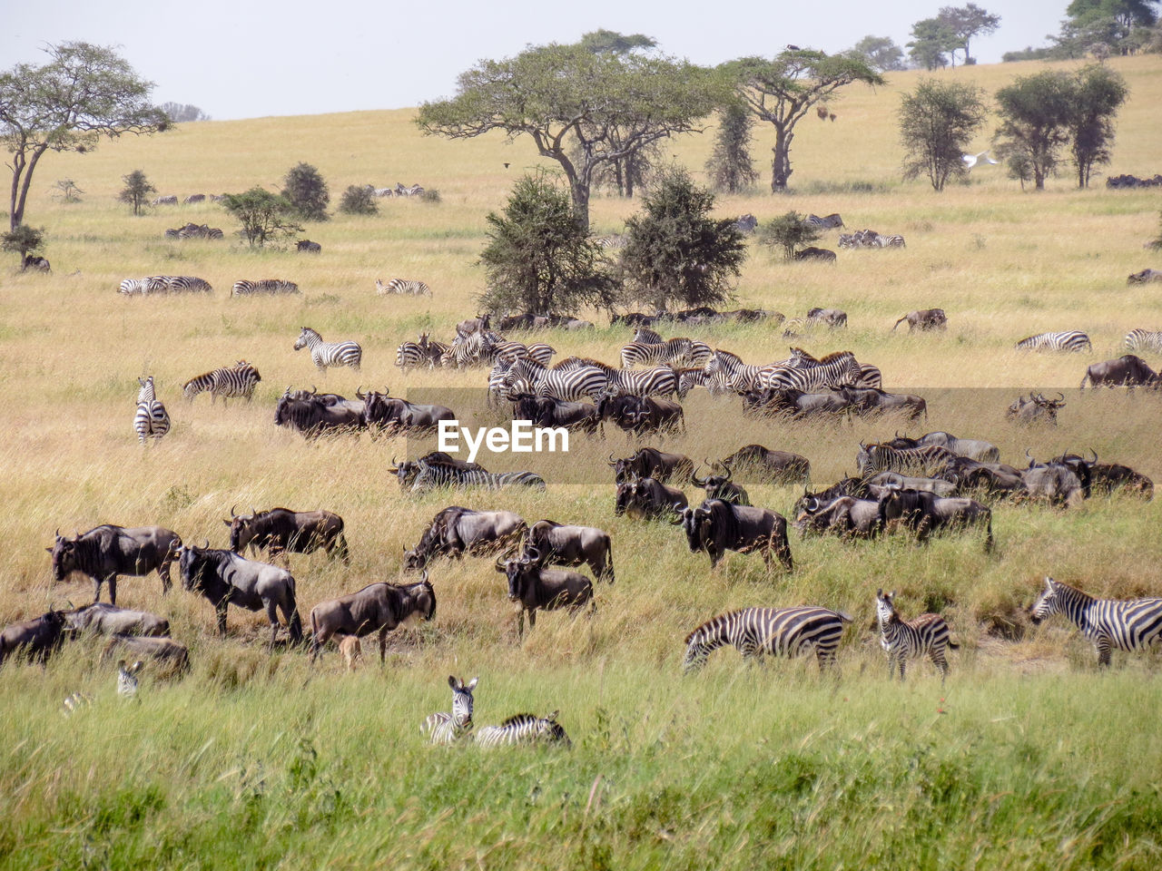 Zebras and wildebeest in field