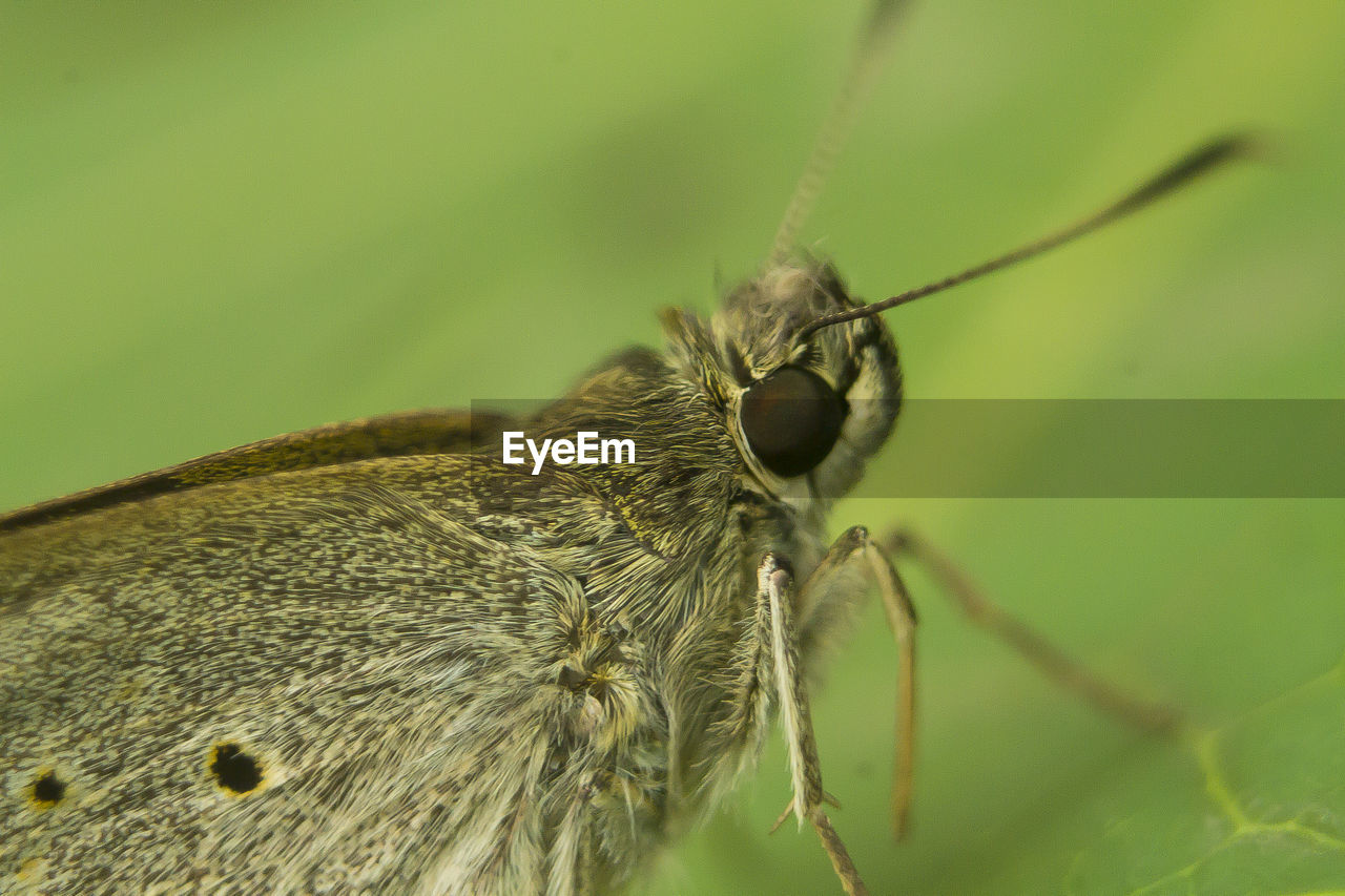 Close-up of butterfly on leaf