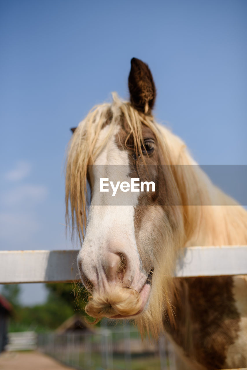 CLOSE-UP OF A HORSE IN THE RANCH