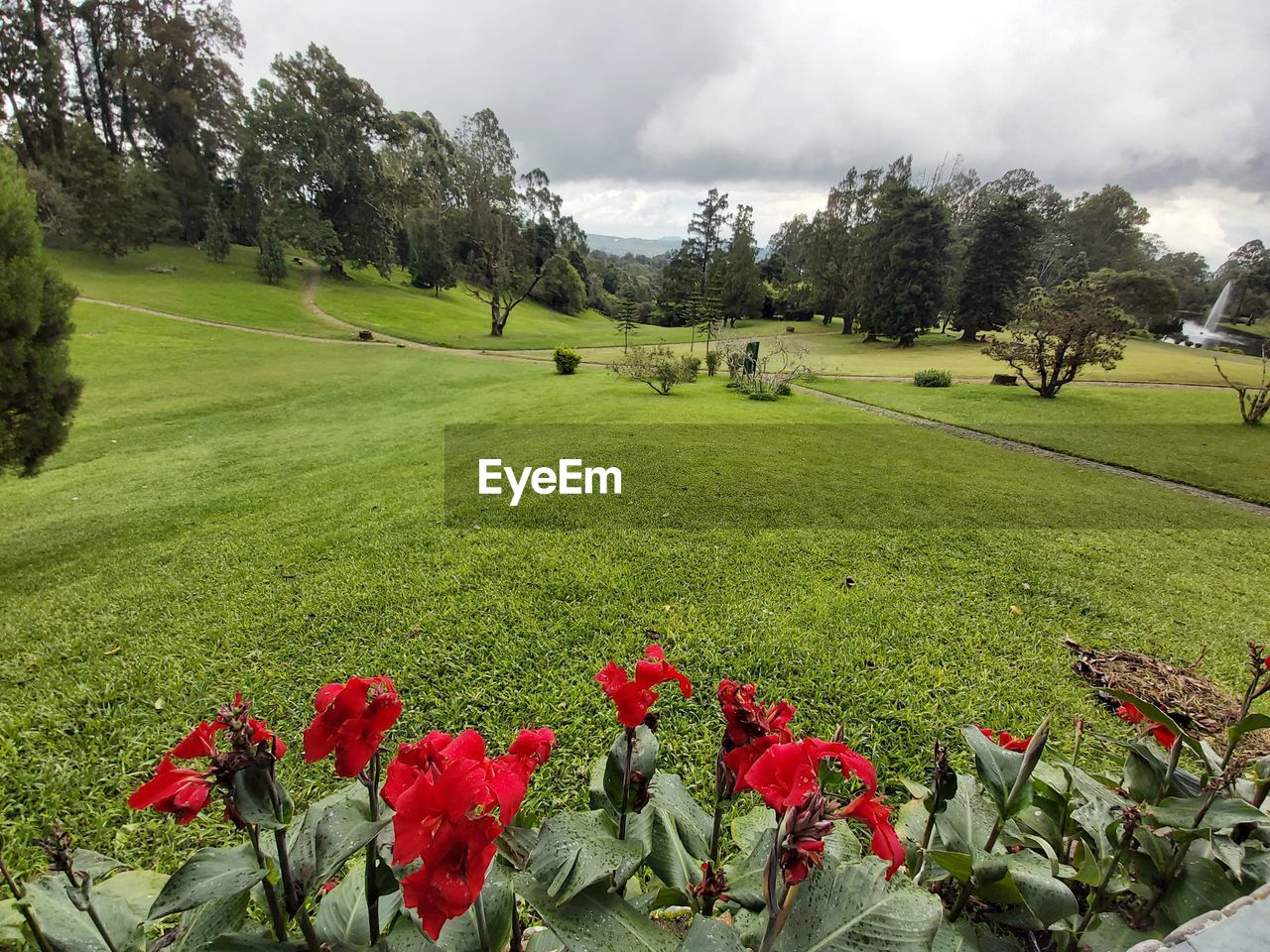 Scenic view of landscape meadow