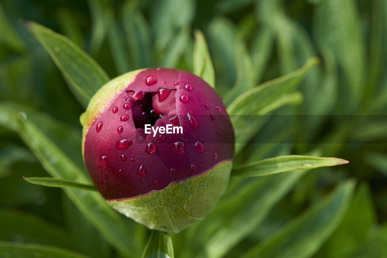 CLOSE-UP OF WATER DROPS ON RED LEAF