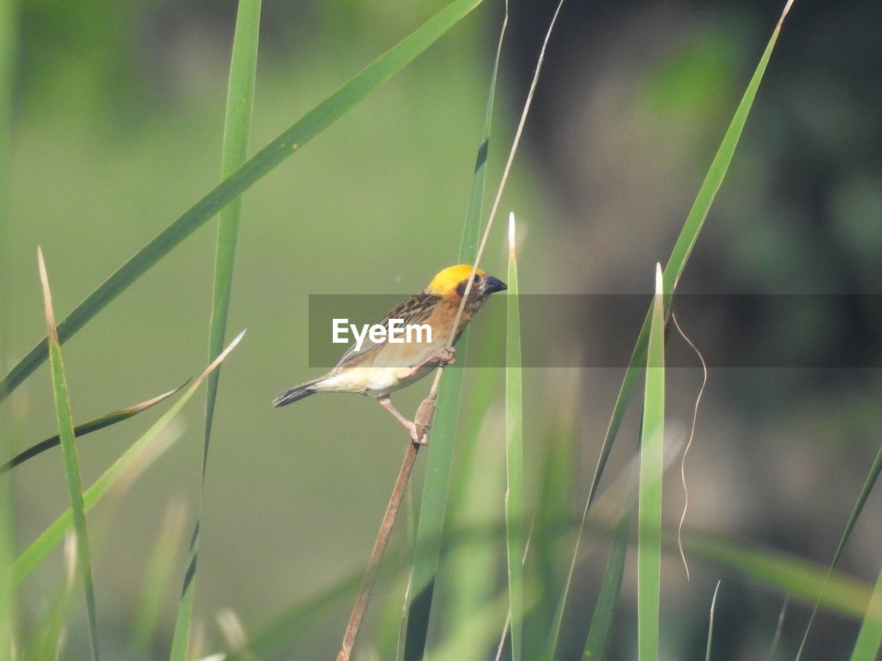 CLOSE-UP OF BIRD PERCHING ON A PLANT