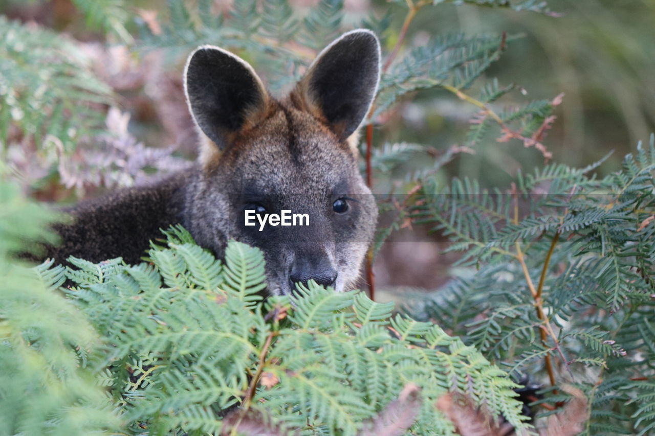 Portrait of an animal in forest