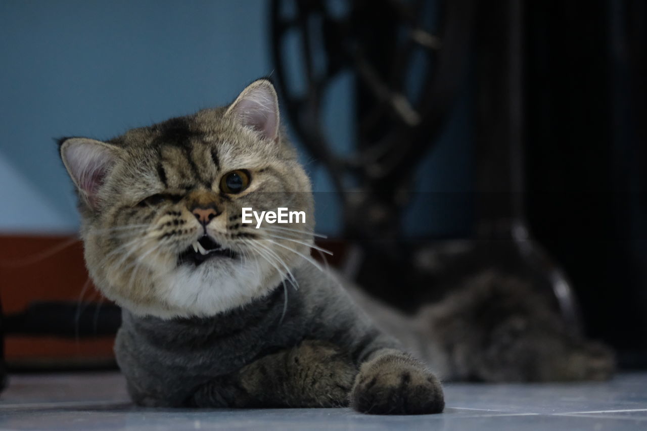 CLOSE-UP PORTRAIT OF TABBY CAT BY WALL