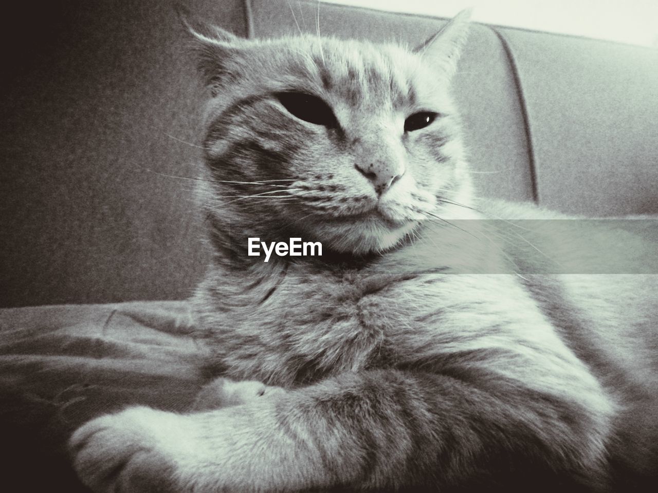 Close-up of cat sitting on sofa at home