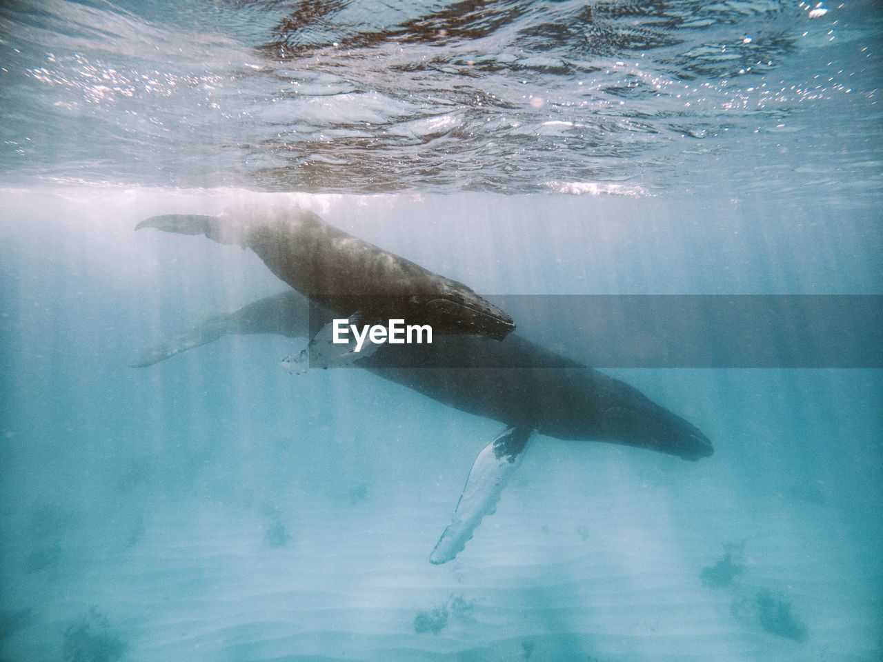 A mother and calf humpback whale in clear water.