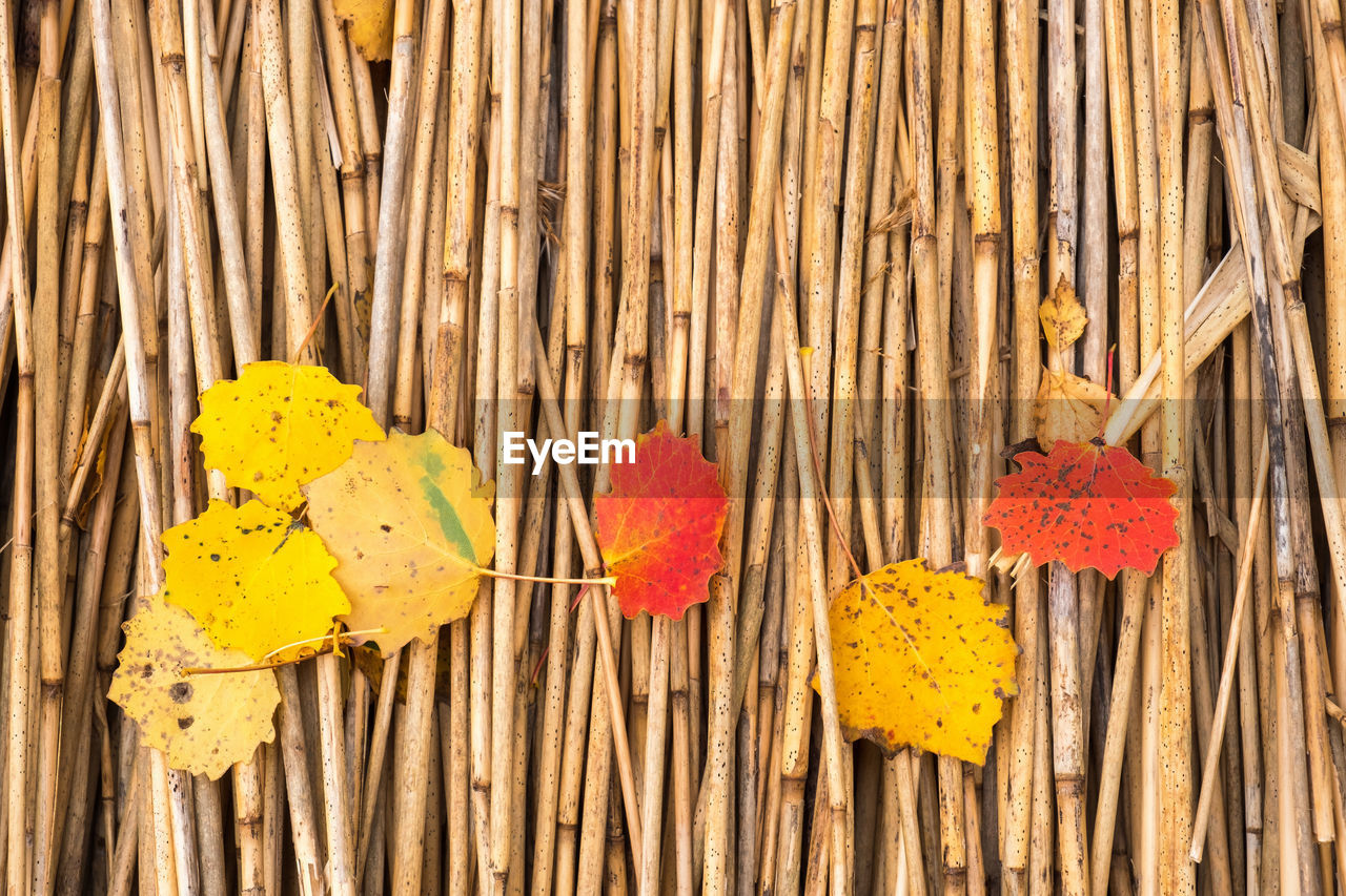 Colourful autumn leaves on reeds