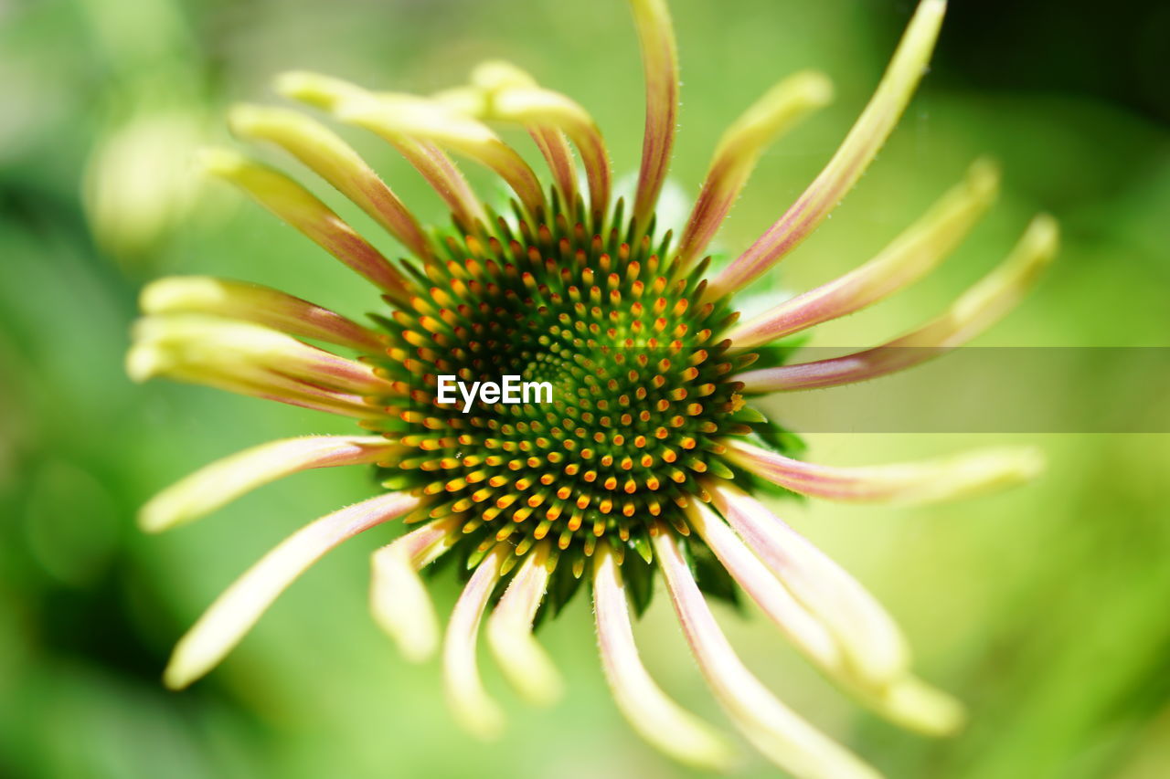 Close-up of flowers