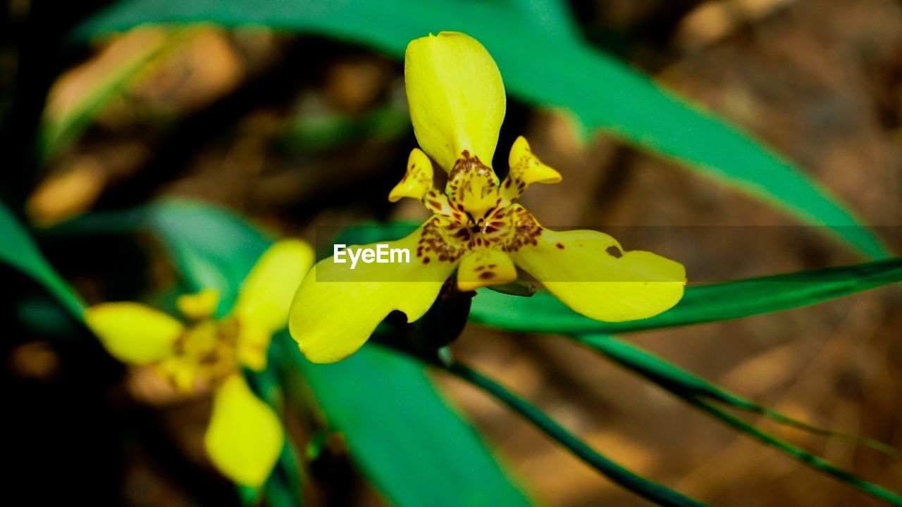 Close-up of yellow flowering plant